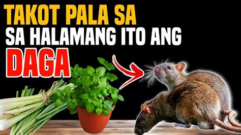 paminta ayaw ng daga wikipedia|Daga (paglilinaw) .